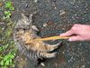 Willie Mae demonstrates the proper usage of  the Willie Mae stick.  Handy for feral cats who tend to get over stimulated and will not hesitate to grab an exposed hand.