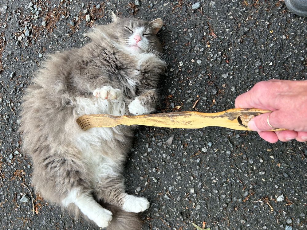 Giorgio enjoying a tummy rub with the Willie Mae stick  and making air biscuits