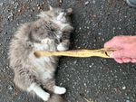 Giorgio enjoying a tummy rub with the Willie Mae stick  and making air biscuits