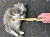 Giorgio enjoying a tummy rub with the Willie Mae stick  and making air biscuits