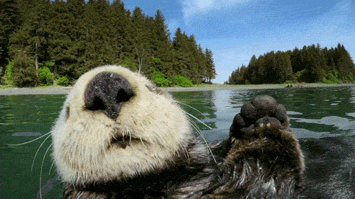 Otter.gif