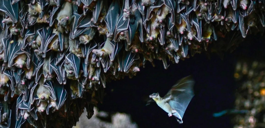 Solved Re 🦇 BAT WEEK October 2431 🦇 AARP Online Community