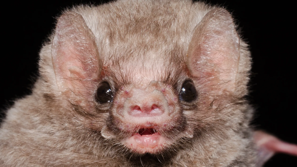Caption This Adorable Bat.png