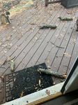 --- Giorgio surveys the mess and Willie Mae (barely seen to the right) just wondering where her food is.