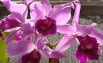 orchidqueen777