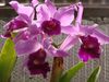 DSC08219.JPG