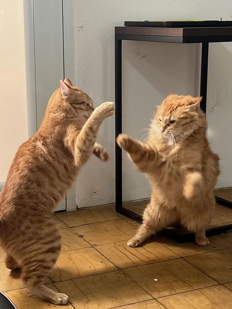 CatFight.jpeg