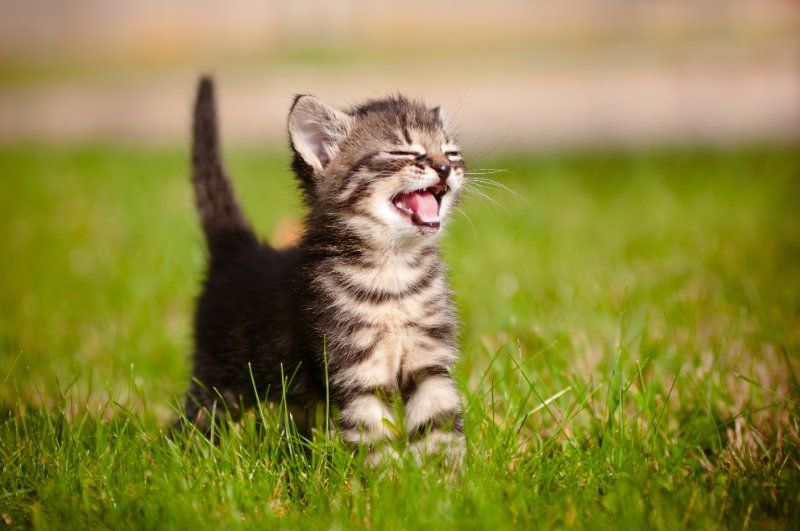 Kitten laughs.jpg