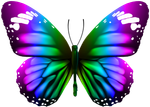 Butterfly_Transparent_Clip_Art_PNG_Image.png