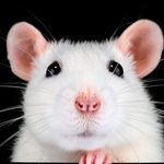 Profile (Nellznumber72)