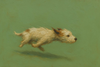 zoomies.png