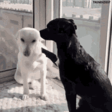 1000005938.gif