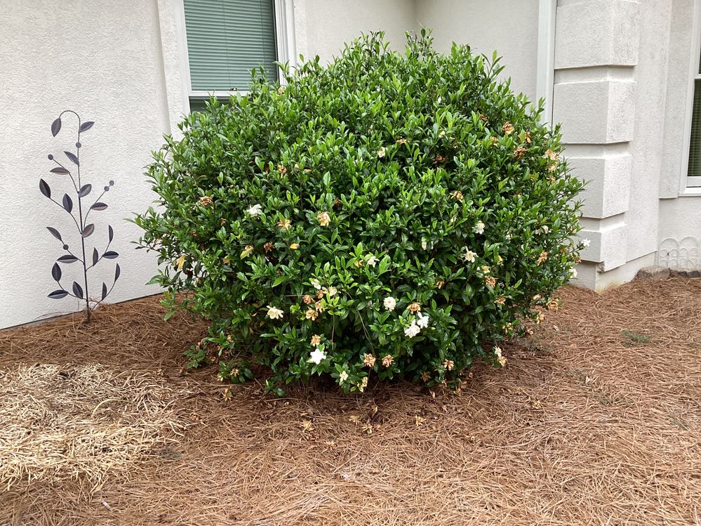 Gardenia