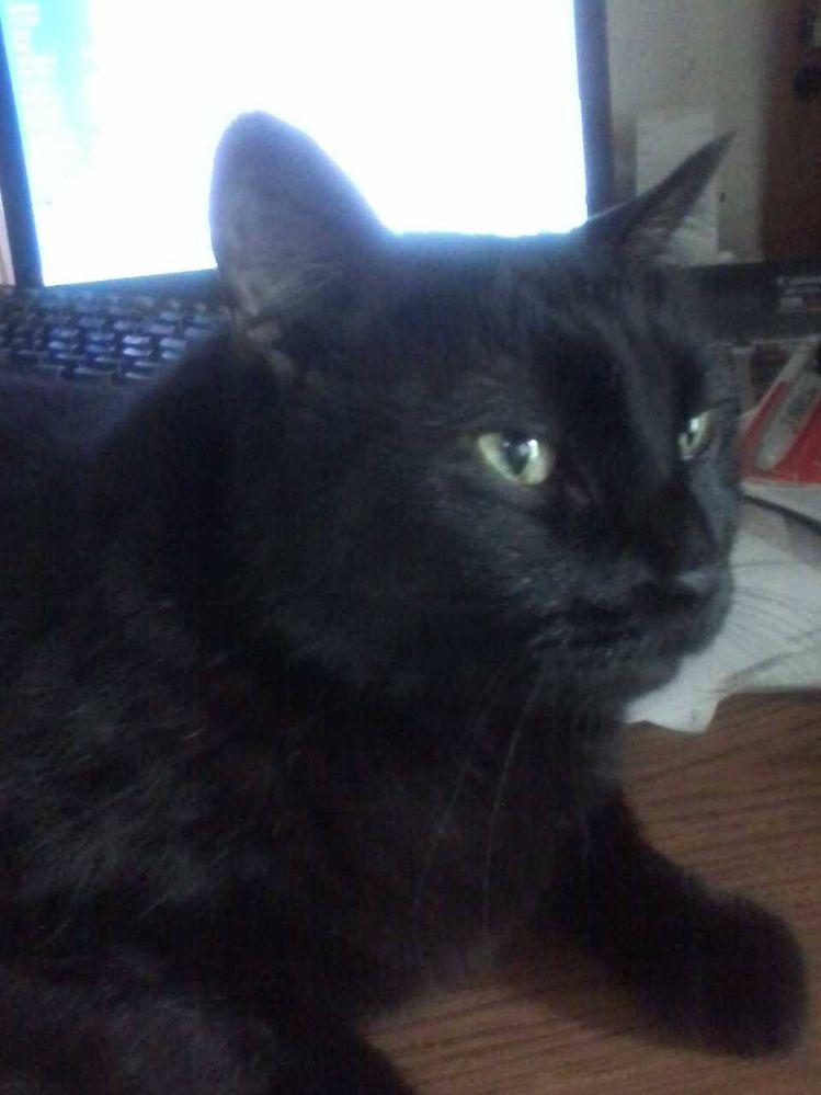 Bombay-my Familiar.jpg