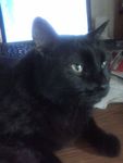 Bombay-my Familiar.jpg
