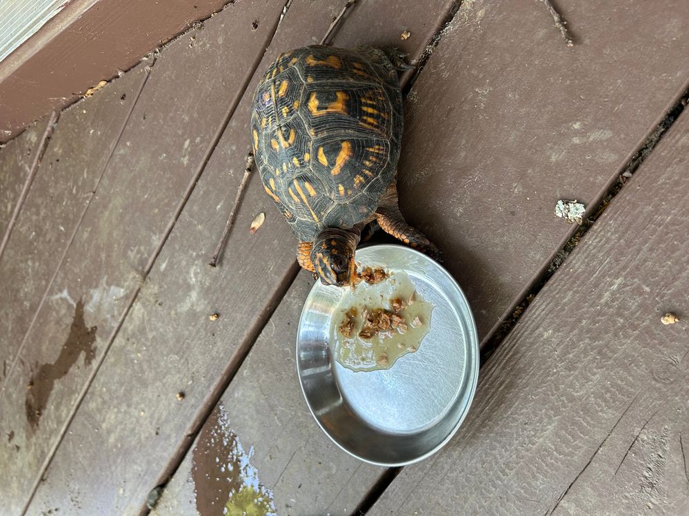 --- Trudy enjoys her breakfast.  Nothing like a shrimp cocktail (for kitties).