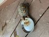 --- Trudy enjoys her breakfast.  Nothing like a shrimp cocktail (for kitties).