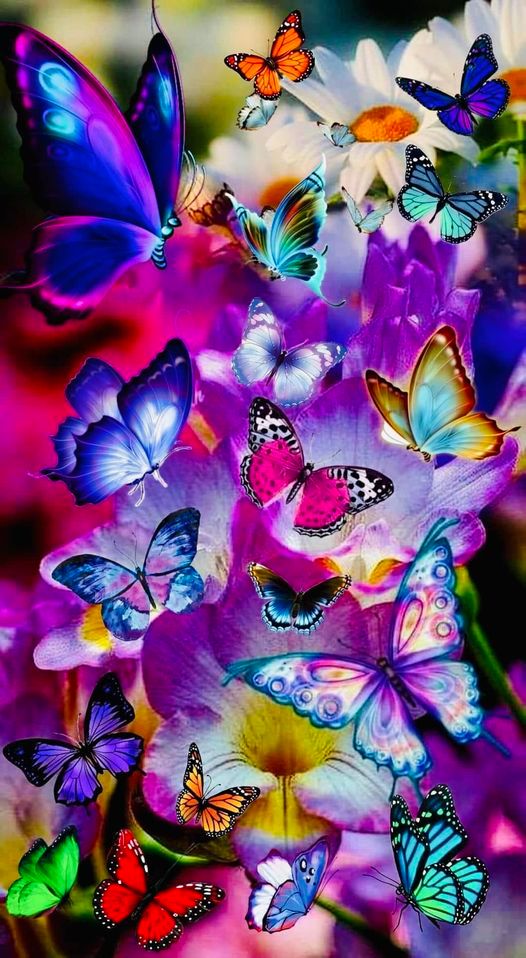 butterflies2.jpg